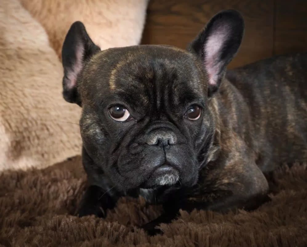 Hund Will Nicht Spazieren Gehen Ein Hund, der nicht spazieren gehen will und schnell so tut, als würde