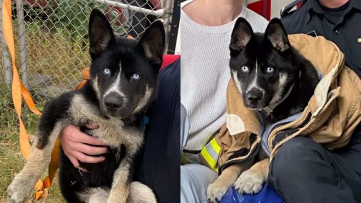 Blueeyed puppy from the rubble of a fire... Firefighters couldn't bear