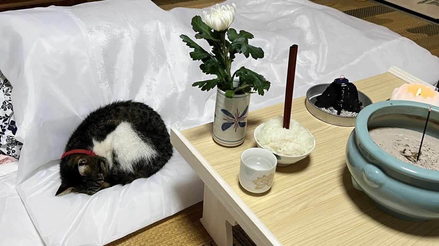 Ramenons les cendres de maman à la maison... Le chat qui s