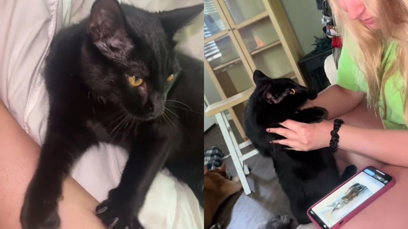 Le propriétaire a trouvé le chat qui s