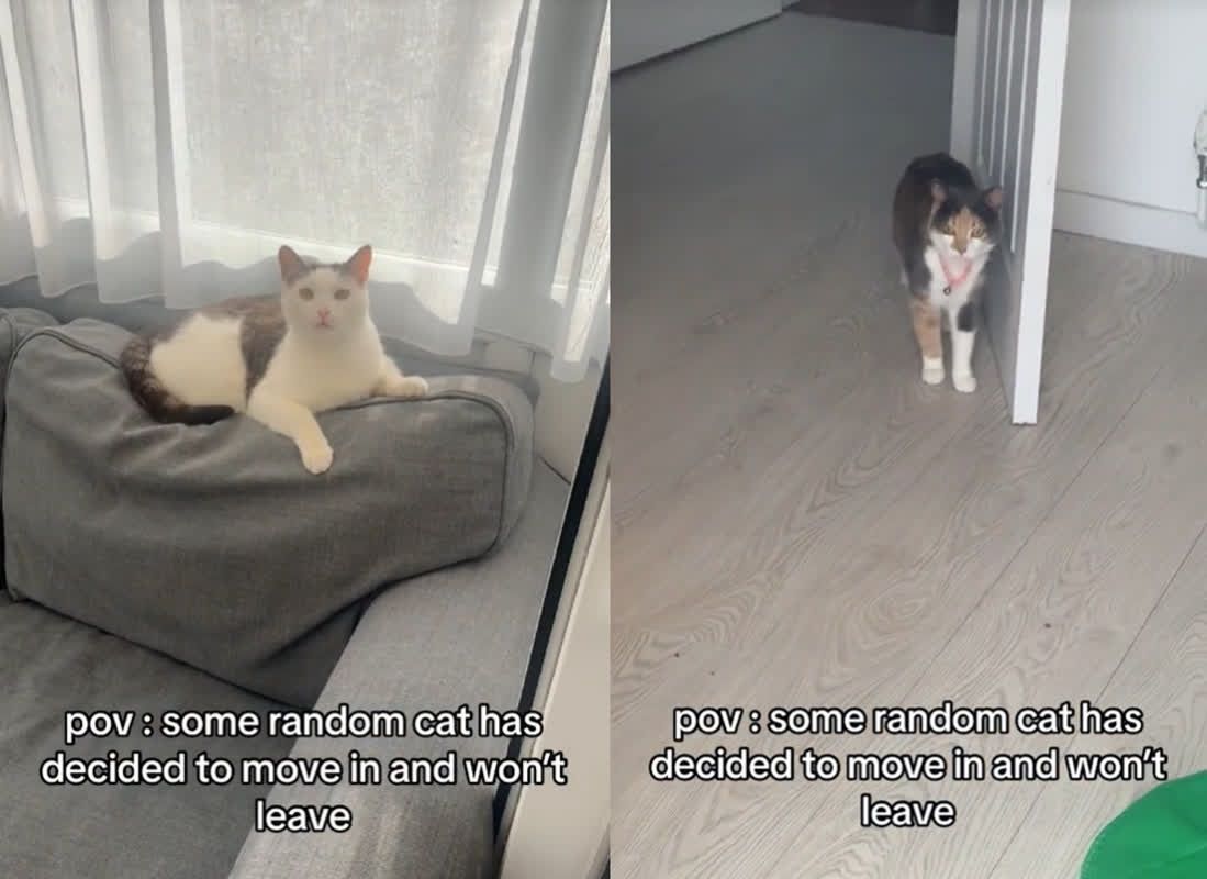Eine streunende Katze betritt das Haus und gibt sich schamlos als ihr Besitzer aus. Sowohl der