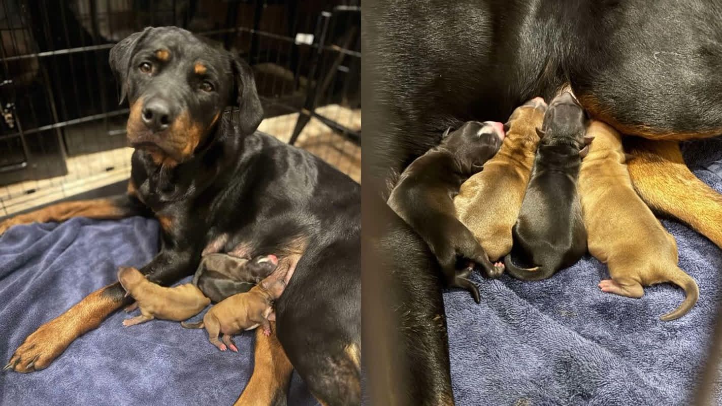 J'ai ramené à la maison un chien sans famille... et le lendemain, les