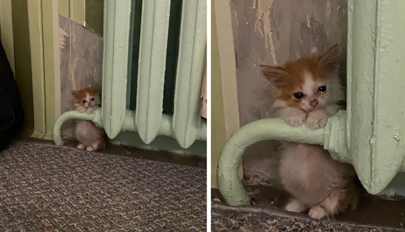 "Mi chiedevo dove fosse andato il gattino quando improvvisamente è