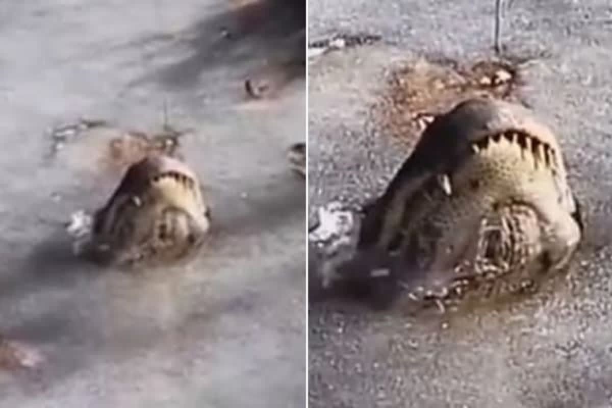 Een krokodil die even naar de oppervlakte kwam om te ademen en