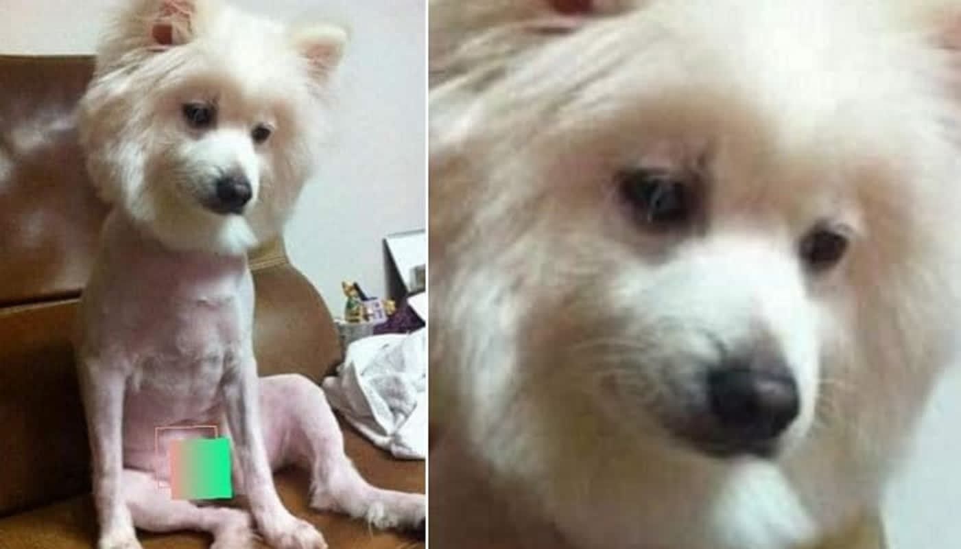 "De hond is verdrietig omdat hij weet dat het zelf verzorgen van zijn