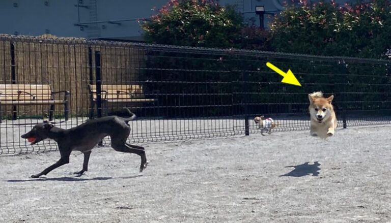 Wat gebeurt er als je je hond bij je dochter achterlaat, die zegt dat