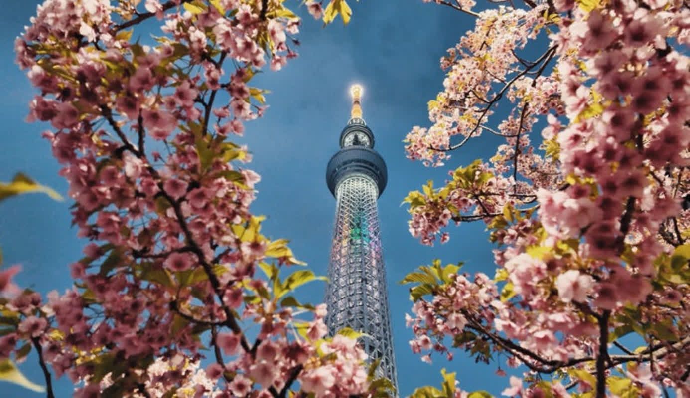 Reis naar Japan! Tokyo Skyliner - Kersenbloesemplek