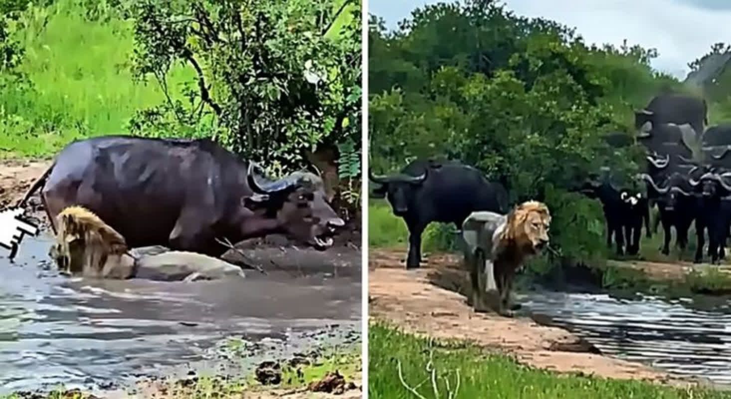 A Stunning Turn of Events: A Buffalo's Desperate Cry for Help Leads to ...